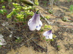 Conanthera campanulata, photograph (c) Nicolás Lavandero, some rights reserved (CC BY)