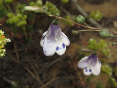 Conanthera campanulata, photograph (c) Nicolás Lavandero, some rights reserved (CC BY)