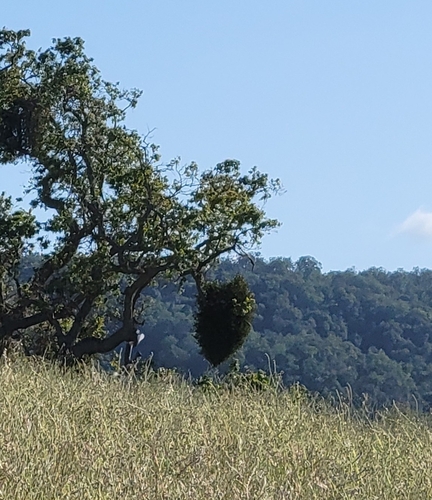 iNaturalist observation photo of oak mistletoe