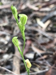 Pterostylis parviflora