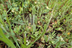 Plantago hookeriana