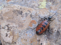 Pseudomeloe espostoi