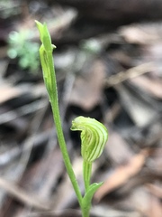 Pterostylis parviflora