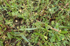 Plantago hookeriana