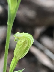 Pterostylis parviflora