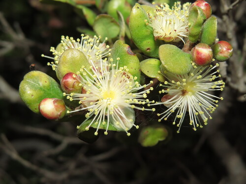 Myrcianthes coquimbensis