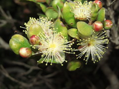 Myrcianthes coquimbensis