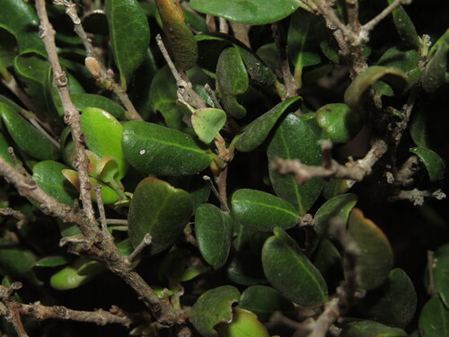 Myrcianthes coquimbensis, photograph 1