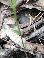 Pterostylis parviflora