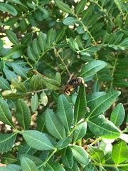 Volucella elegans
