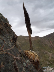 Puya raimondii