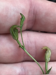 Pterostylis parviflora