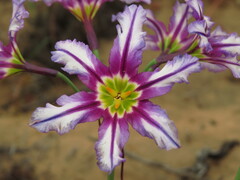 Leucocoryne vittata