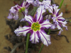 Leucocoryne vittata, photograph (c) Nicolás Lavandero, some rights reserved (CC BY)