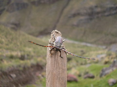 Deretrachys montanus