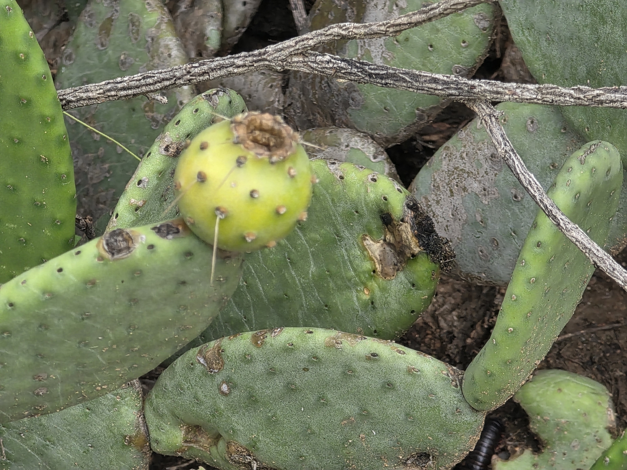 Tacinga inamoena