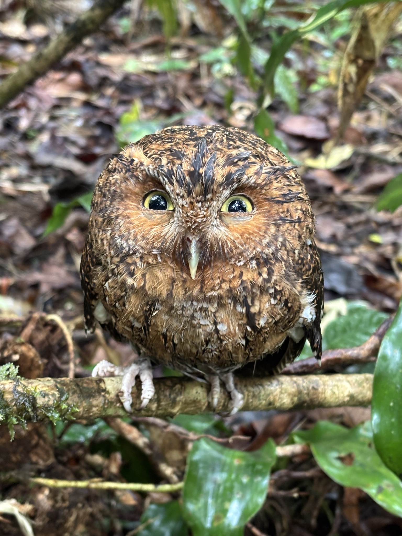 Bare-shanked Screech Owl (Megascops clarkii), photo 2