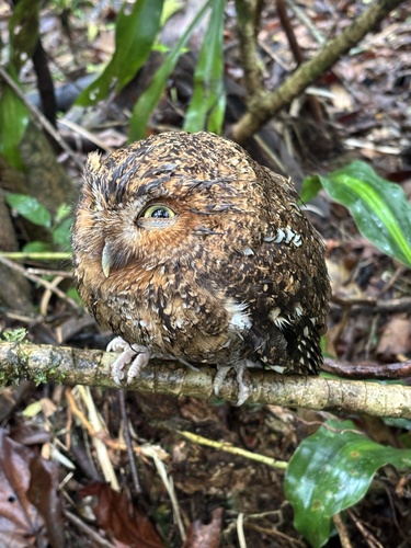 Bare-shanked Screech Owl (Megascops clarkii), photo 3