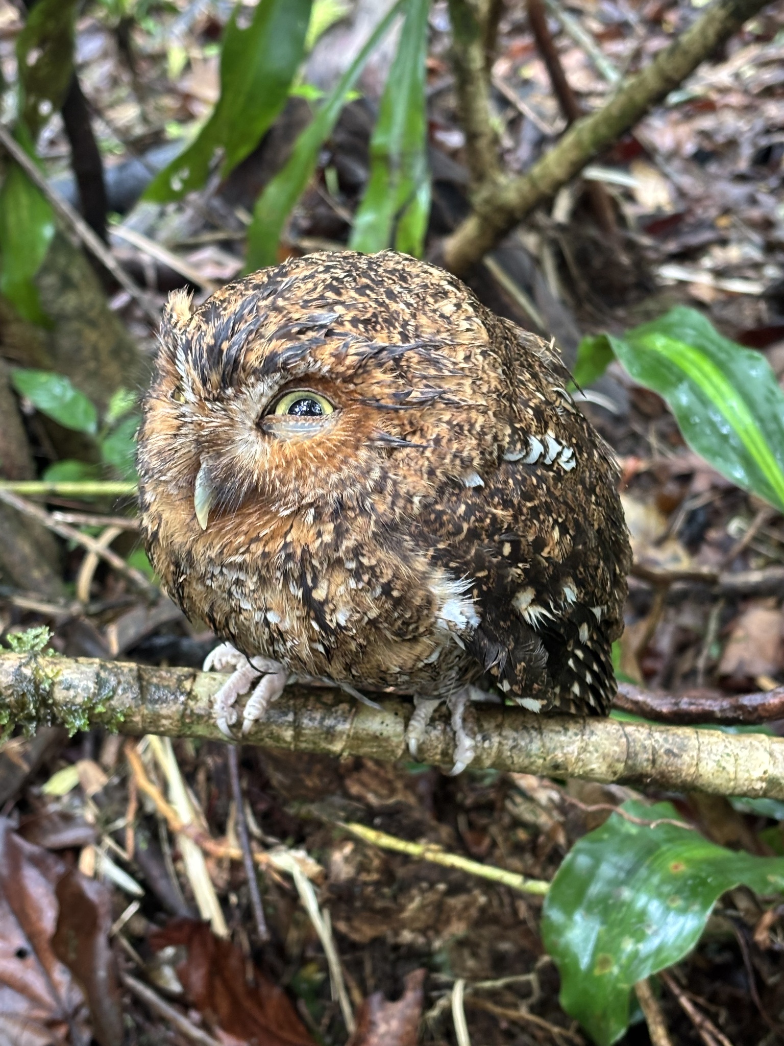Bare-shanked Screech Owl (Megascops clarkii), photo 3