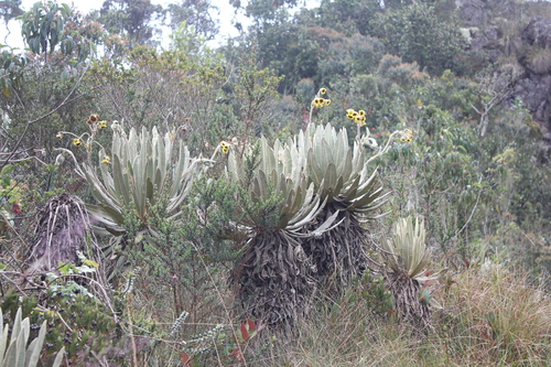 Espeletia occidentalis