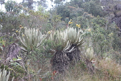 Espeletia occidentalis
