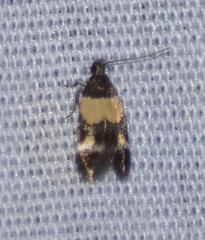 Triclonella determinatella