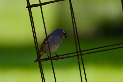 White-crowned Sparrow photographed in Wisconsin