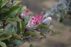 Arnaldoa macbrideana