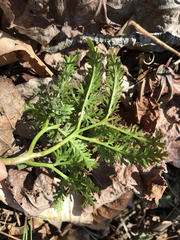 Sceptridium dissectum dissectum