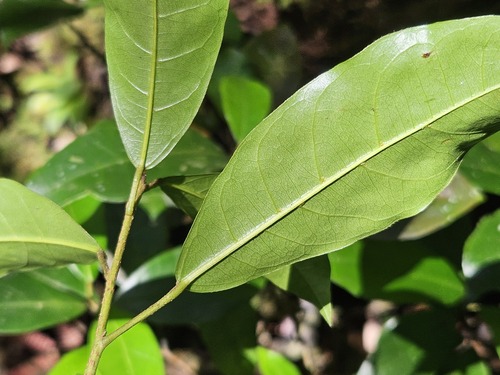 Micrandra elata