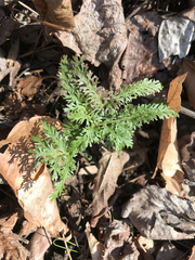 Sceptridium dissectum dissectum