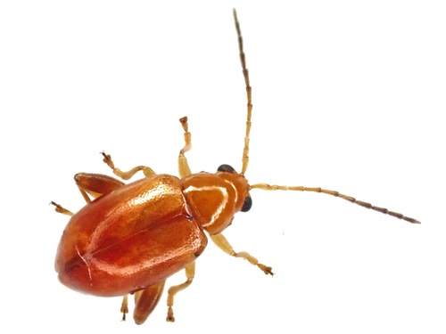 Longitarsus flavicornis