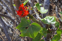 Jatropha augusti
