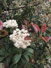 Photinia × fraseri
