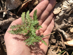 Sceptridium dissectum dissectum