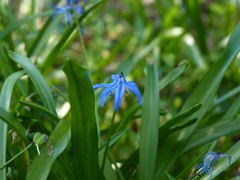 Scilla siberica