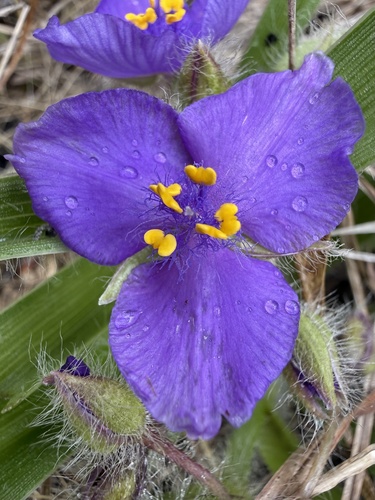 Tharp's Spiderwort
