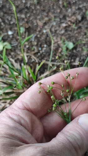 Luzula forsteri, photograph 4