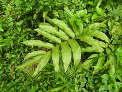 Meniscium reticulatum