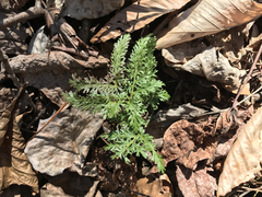 Sceptridium dissectum dissectum