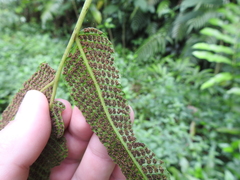 Meniscium reticulatum