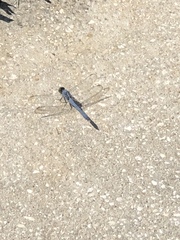 Erythemis simplicicollis