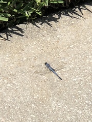 Erythemis simplicicollis