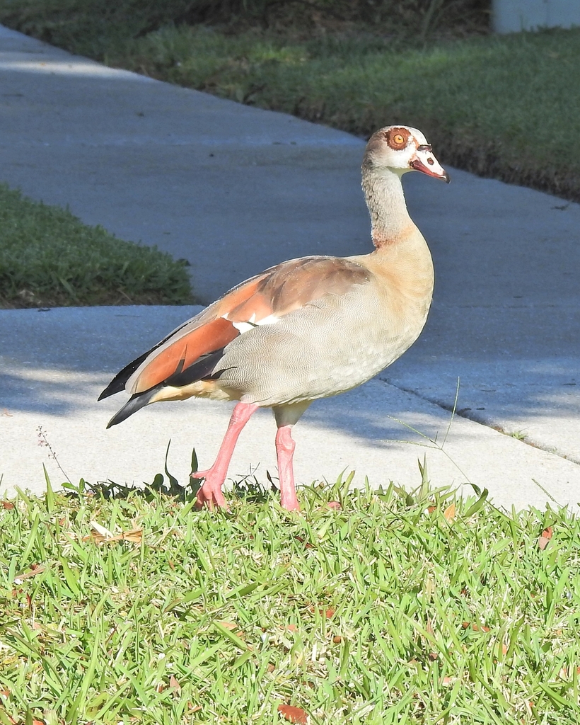 Egyptian Goose from (west) Boynton Beach, FL, USA on April 27, 2026 at ...