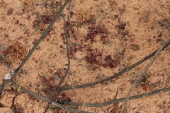 Euphorbia glyptosperma