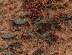 Euphorbia glyptosperma