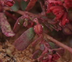 Euphorbia glyptosperma