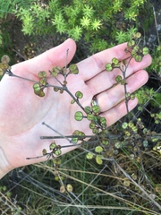Coprosma spathulata