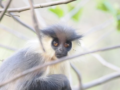 Capped Lutung
