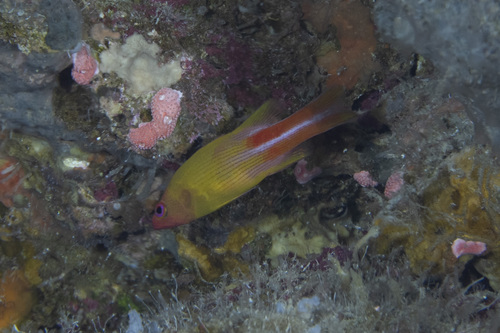 Liopropoma observed 2026-05-02